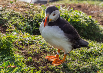 Atlantic puffins on the isle of Lunga, Inner Hebrides, Scotland, UK