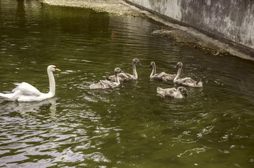Seed of  white swan with offspring in the water in the city park