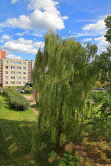 Willow in my backyard