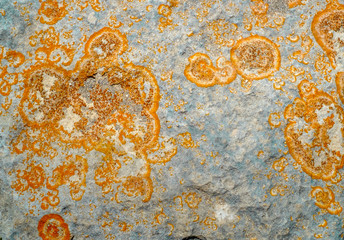 Close-up of lichen on rock surface