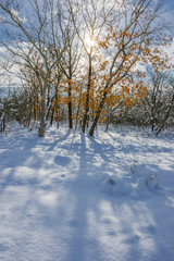 snowdrifts in the winter woods on a sunny day