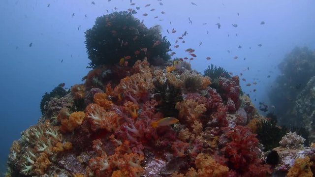 Reefscene in Bangka, Indonesia