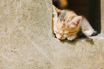 kitten lying on the porch