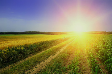 Obraz na płótnie Canvas sunny ground road in the rural field. summer landscape. 