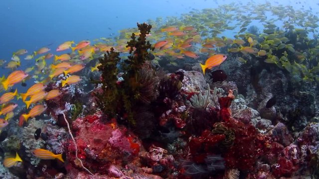 Schooling fish Reefscene in Bangka, Indonesia