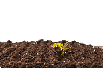 Young plant isolated on white