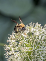bumblebee, also written bumble bee