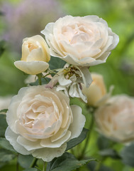 pink rose in spring