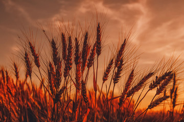 picturesque scene. barley field in sunset time. majestic sunrise. wonderful rural landscape.