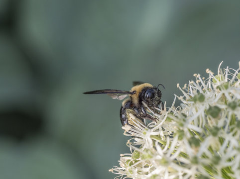 bumblebee, also written bumble bee