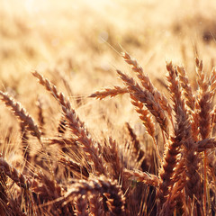 Wheat field. full of ripe grains, golden ears of wheat or rye close up. retro style. vintage effect