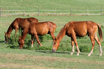 Fototapeta premium Herd of horses grazing in a summer meadow