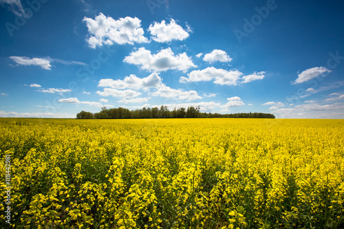 Huile Agriculture Champ Colza Fleur Jaune Campagne Récolte