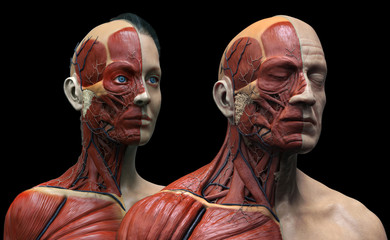 Human anatomy background , male and female , muscle anatomy of the face neck chest and shoulder ,realistic 3D rendering - obrazy, fototapety, plakaty