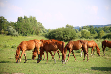 Naklejka na ściany i meble Idyllic scenery with thoroughbred anglo-arab foals and mares