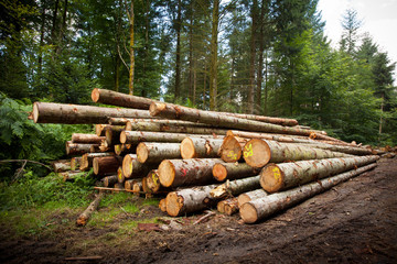 bois tronc coupe débardage bille sapin gestion forestière for - obrazy, fototapety, plakaty