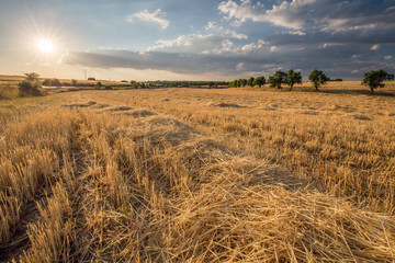 Obraz premium Campos de cereal