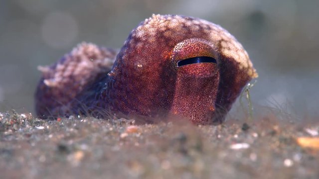 Amphioctopus marginatus - Coconut octopus eye close-up