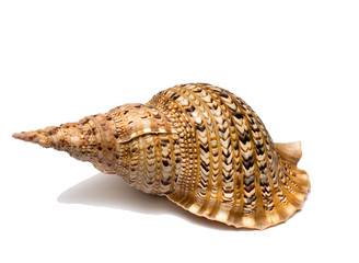 sea shell isolate on a white background