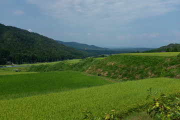 Fototapeta premium 夏の棚田で実をつける稲穂の様子