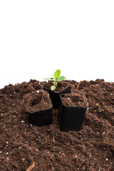 Young plant isolated on white