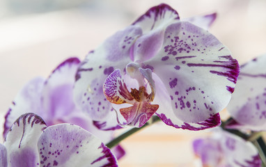 Orchidea © domenicoolivito
