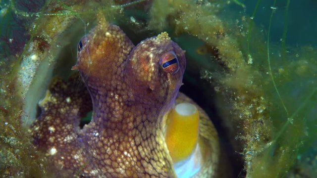 Coconut octopus (Amphioctopus marginatus) resting in bottle