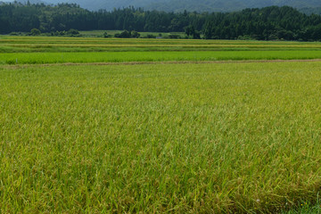 夏の田んぼで実をつける稲穂の様子
