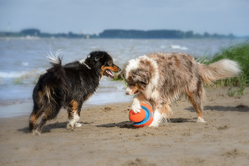Zwei Australian Shepherds spielen am Strand mit einem Ball