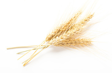 wheat ears isolated on white background