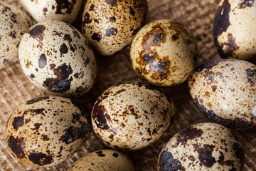 Quail eggs on sackcloth
