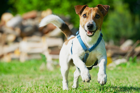 Jack Russel Terrier in a blue harness runs on a grass.