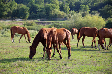 Obraz premium Idyllic scenery with thoroughbred anglo-arabian grazing horses