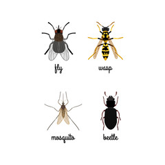 Colorful insects vector set with names isolated on white