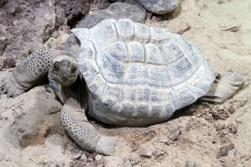 tortue d'aldabra 17082016