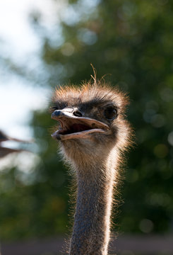 smiling head of ostrich