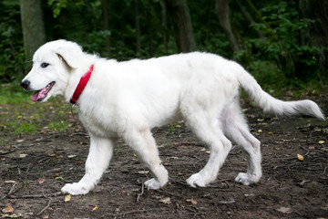 Cute white maremma puppy dog