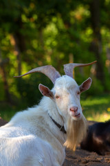 big horn goat