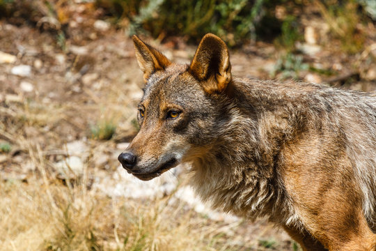Canis lupus signatus. Lobo Ibérico.