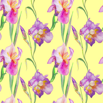 iris in the summer garden. watercolor art. pattern