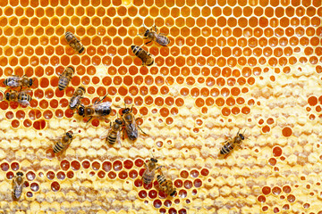 bees work on honey cells