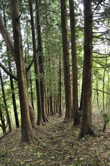 杉林の山道