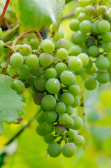 Bunch of young grape with dew drops. Summer, garden