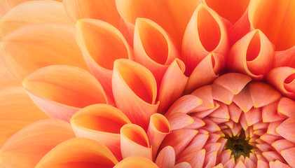 Orangefarbene Blütenblätter, Nahaufnahme und Makro der Chrysantheme, schöner abstrakter Hintergrund