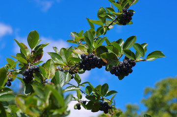 Apfelbeere - bunch of black chokeberry