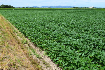 Fototapeta na wymiar 大豆畑 ／ 山形県鶴岡市で、大豆畑の風景を撮影した写真です。