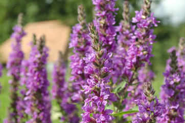 bright purple wild flowers
