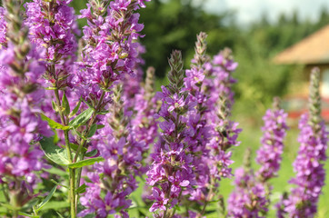 bright purple wild flowers
