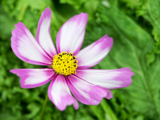 cosmos
