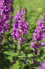 Obraz premium bright purple wild flowers and bees